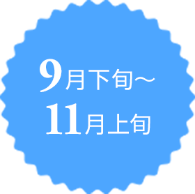 9月下旬～11月上旬