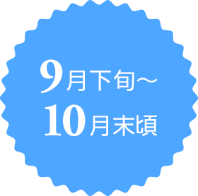 9月下旬～10月末頃