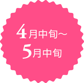 4月中旬～5月中旬