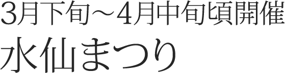 3月下旬～4月中旬頃開催水仙まつり