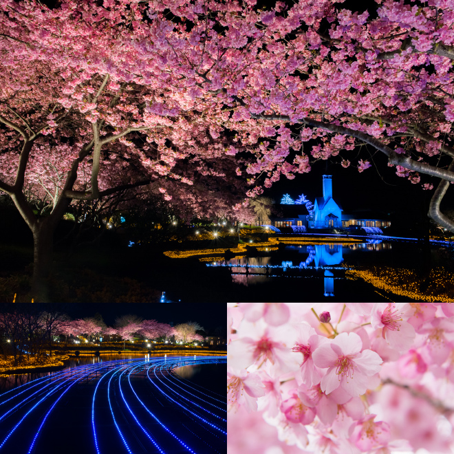 cherry blossom image