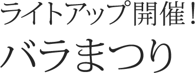 ライトアップ開催！バラまつり