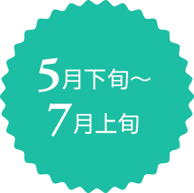 5月下旬～7月上旬