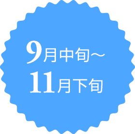 9月中旬～11月下旬