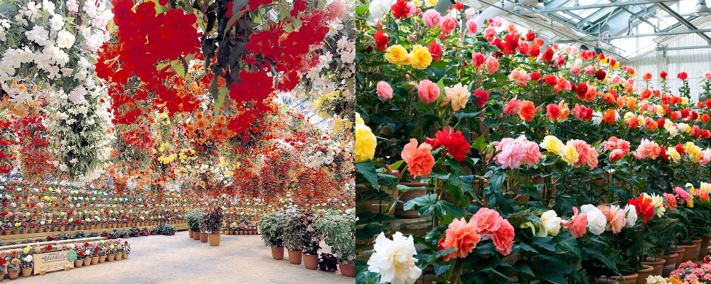 Estante de exhibición de jardín Nabananosato Begonia