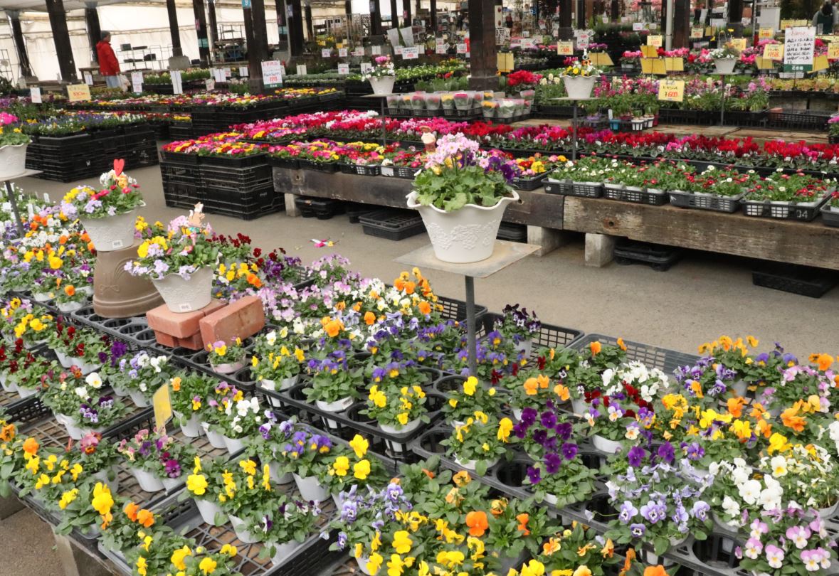 最高の花 らんど うえき 最高の花の画像