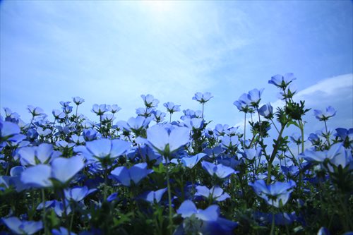 花木と春の花々まつり なばなの里