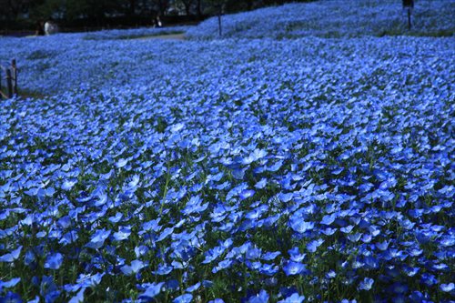 花木と春の花々まつり なばなの里