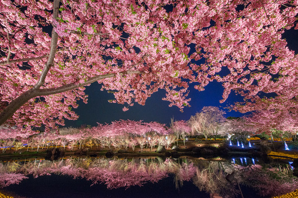 桜 名所 河津