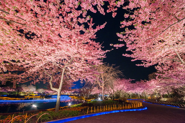 Illumination Nabana no Sato