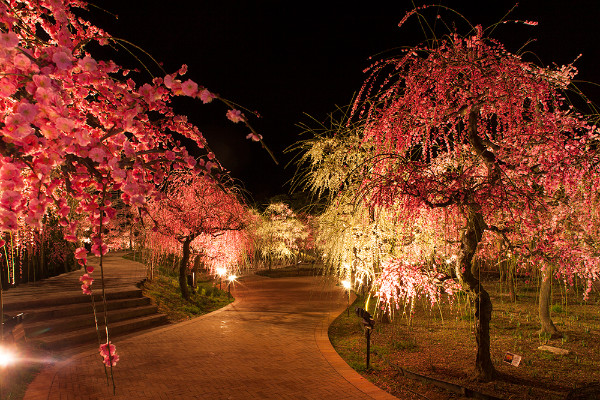 Le printemps à Nabana no Sato