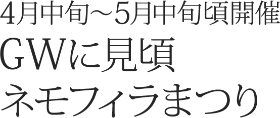 4月中旬～5月中旬頃開催　GWに見頃　ネモフィラまつり