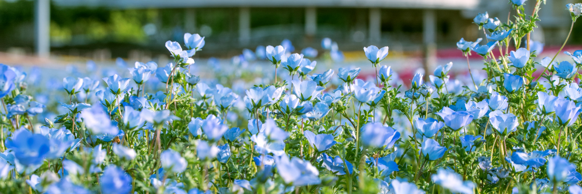 Imagen de Nemophila