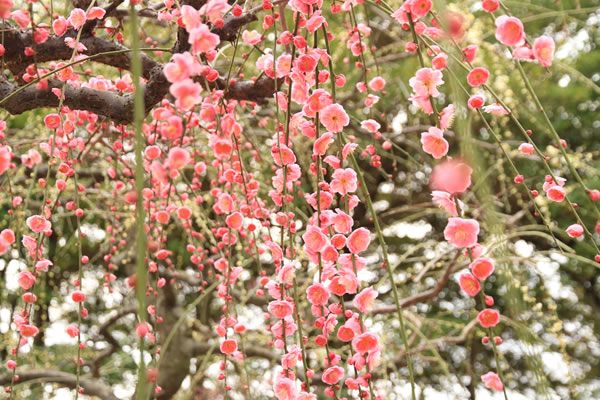 開花状況 なばなの里 最新速報ページ なばなの里