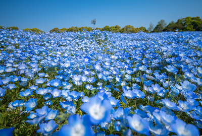 なばなの里 ナガシマリゾート