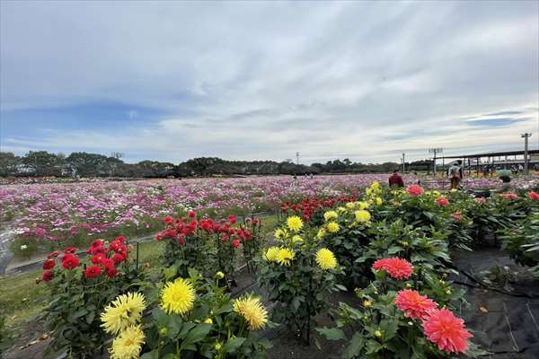 開花状況 なばなの里 最新速報ページ なばなの里