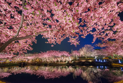 Imagen de flor de cerezo de Kawazu