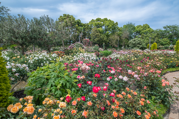 imagen del jardín de rosas