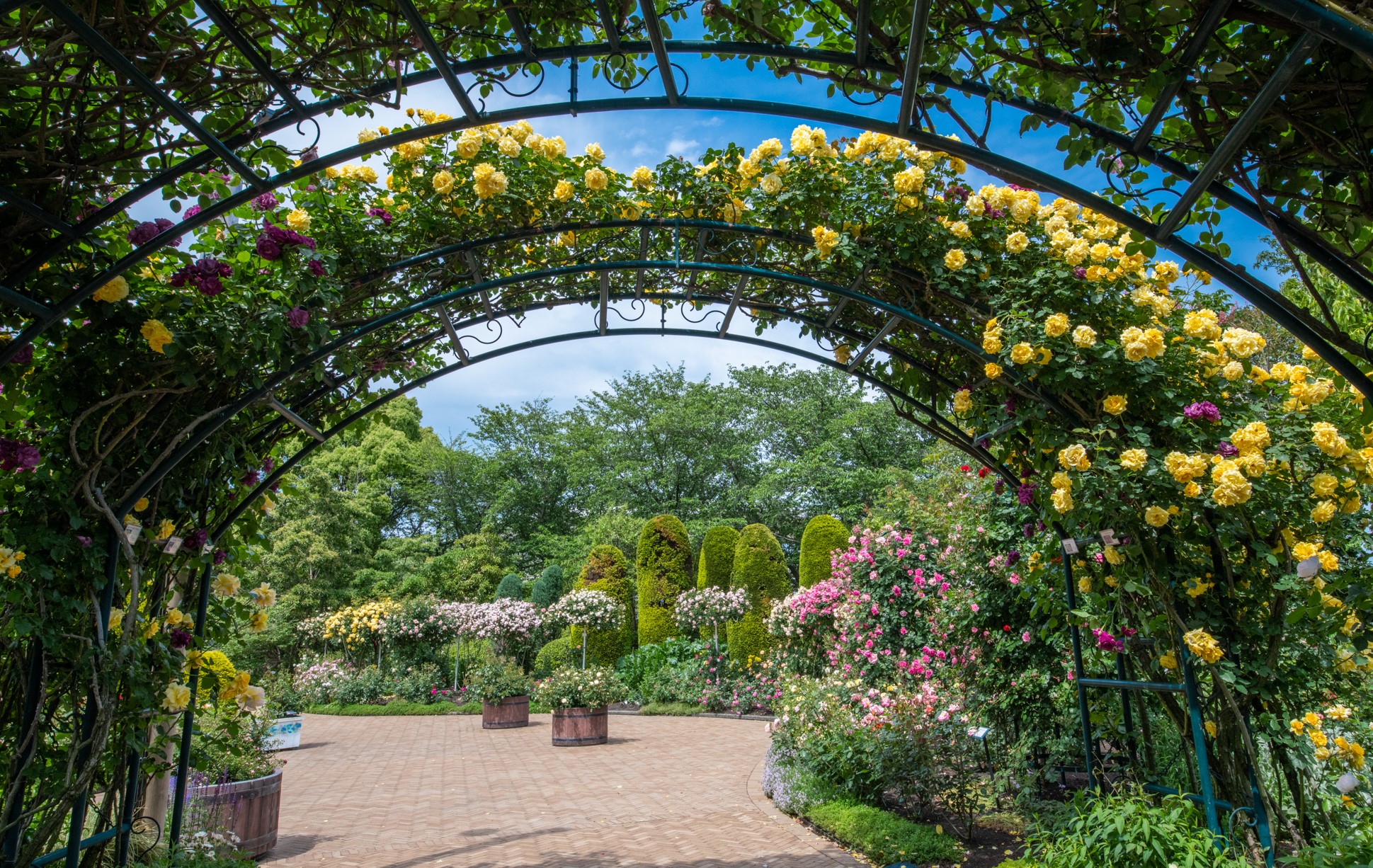 imagen del jardín de rosas