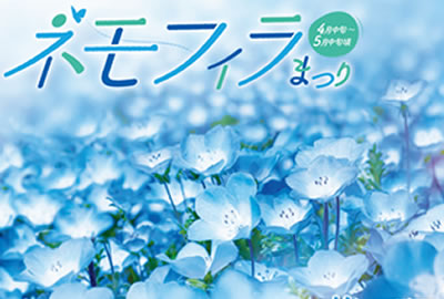 Imagen de Nemophila