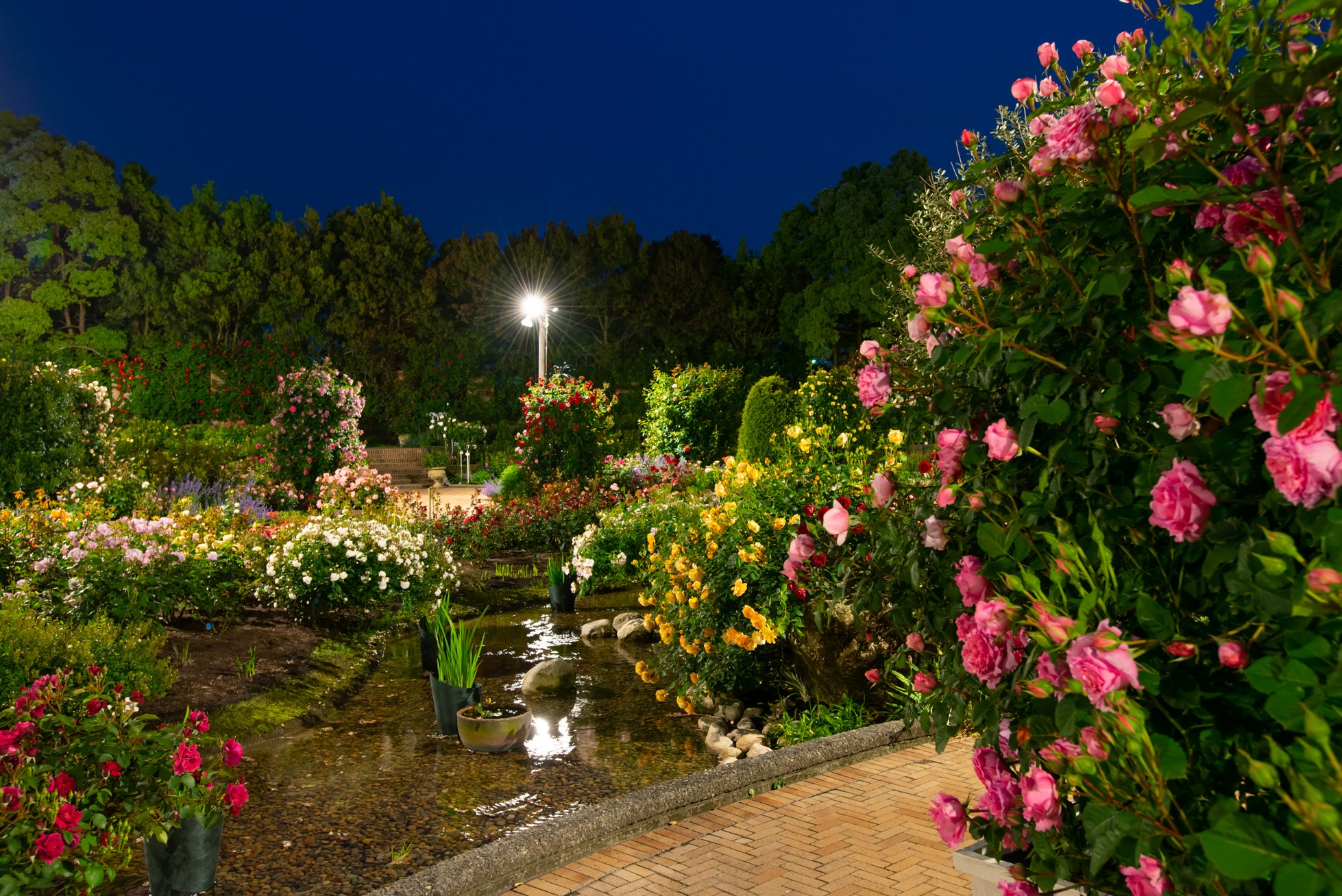 imagen del jardín de rosas