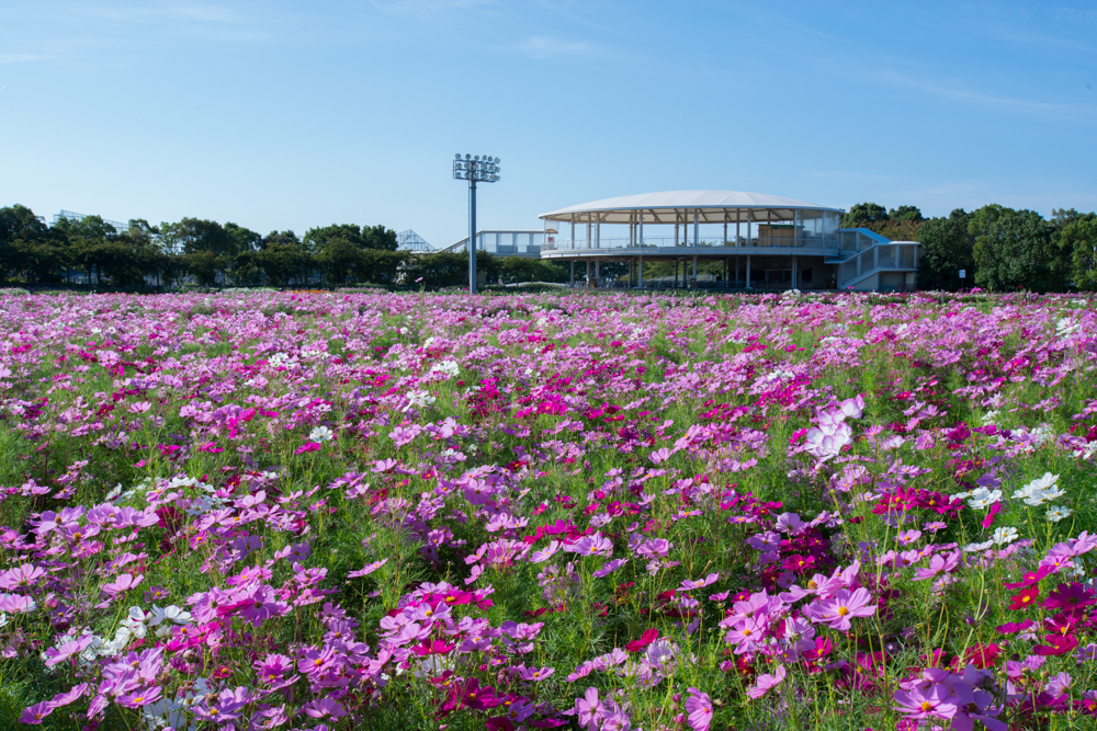 桜イメージ