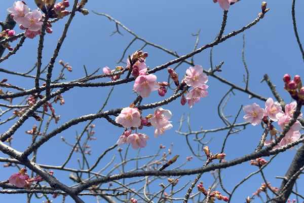 開花状況「なばなの里」 最新速報ページ｜なばなの里