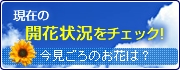 現在の開花状況をチェック！