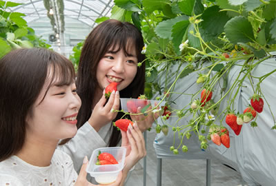 【期間中、休まず営業】ナガシマ直営「いちご狩り」40分食べ放題練乳付き!