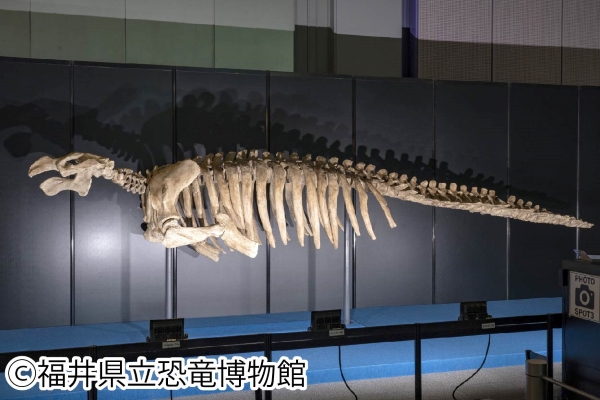 ステラーカイギュウ