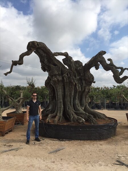 樹齢二千年 オリーブ大樹 日本初上陸 ナガシマファームへ ナガシマリゾート