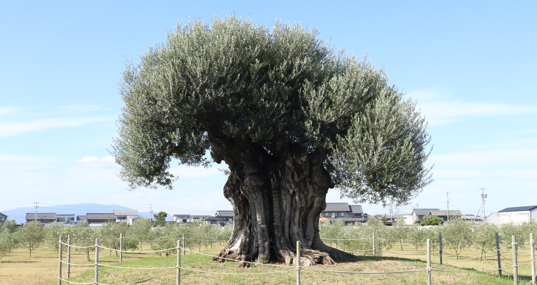 樹齢2000年オリーブ大樹 